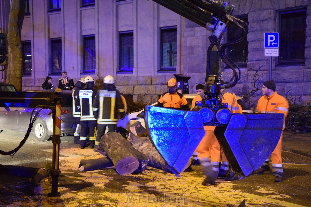 Baum auf PKWs Koeln Mitte Rheinuferstr Goldgasse P092.JPG - Miklos Laubert